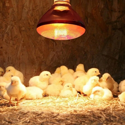 ŻARÓWKA PROMIENNIK PODCZERWIENI LAMPA GRZEWCZA KWOKA DLA KURCZĄT E27 175W